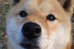 开云体育直播-伦纳德掌控节奏，辽宁队淘汰赛力克步行者