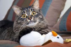 开云体育官方网站-从亚特兰大到米兰，封锁的艺术与接管的意志