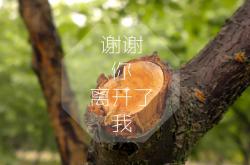 开云体育官网-绿茵场上的逆袭叙事，贝蒂斯式坚韧如何在本届美加墨世界杯焦点战中连续得分压制法国