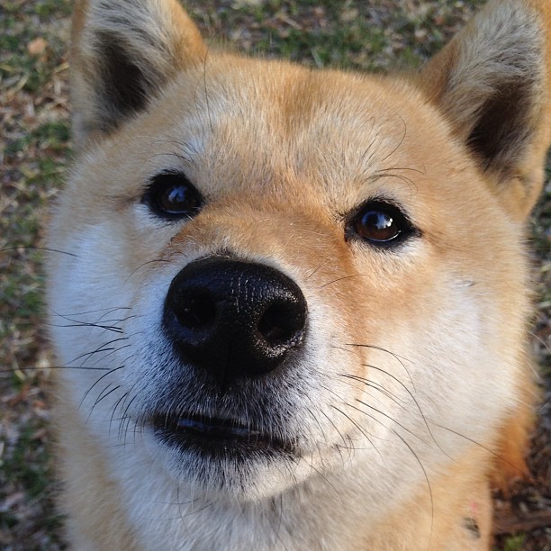 伦纳德掌控节奏,辽宁队淘汰赛力克步行者