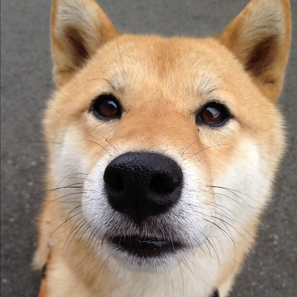 阿劳霍一锤定音，玻利维亚闪电战击溃南非